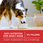 Chicken and Rice Formula Dry Dog Food - 31.1 Lb. Bag